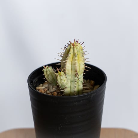 ユーフォルビア 紅彩閣錦 実生 エノプラ 斑入り Euphorbia enopla 塊根植物 多肉植物 珍奇植物 静岡 ANTIDOTE 通販 S1231