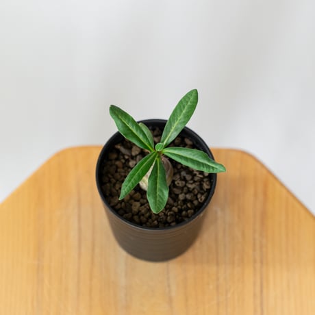 パキポディウム サキュレンタム 実生 Pachypodium succulentum 塊根植物 コーデックス 多肉植物 珍奇植物 静岡 ANTIDOTE 通販 S1468