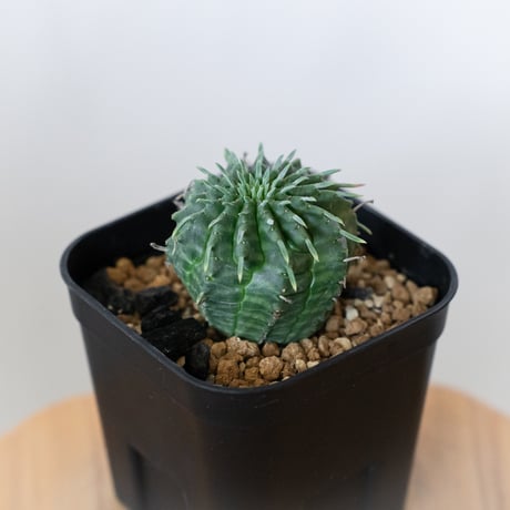 ユーフォルビア バリダ 実生 Euphorbia super valida 多肉植物 珍奇植物 ANTIDOTE 静岡 通販 S918