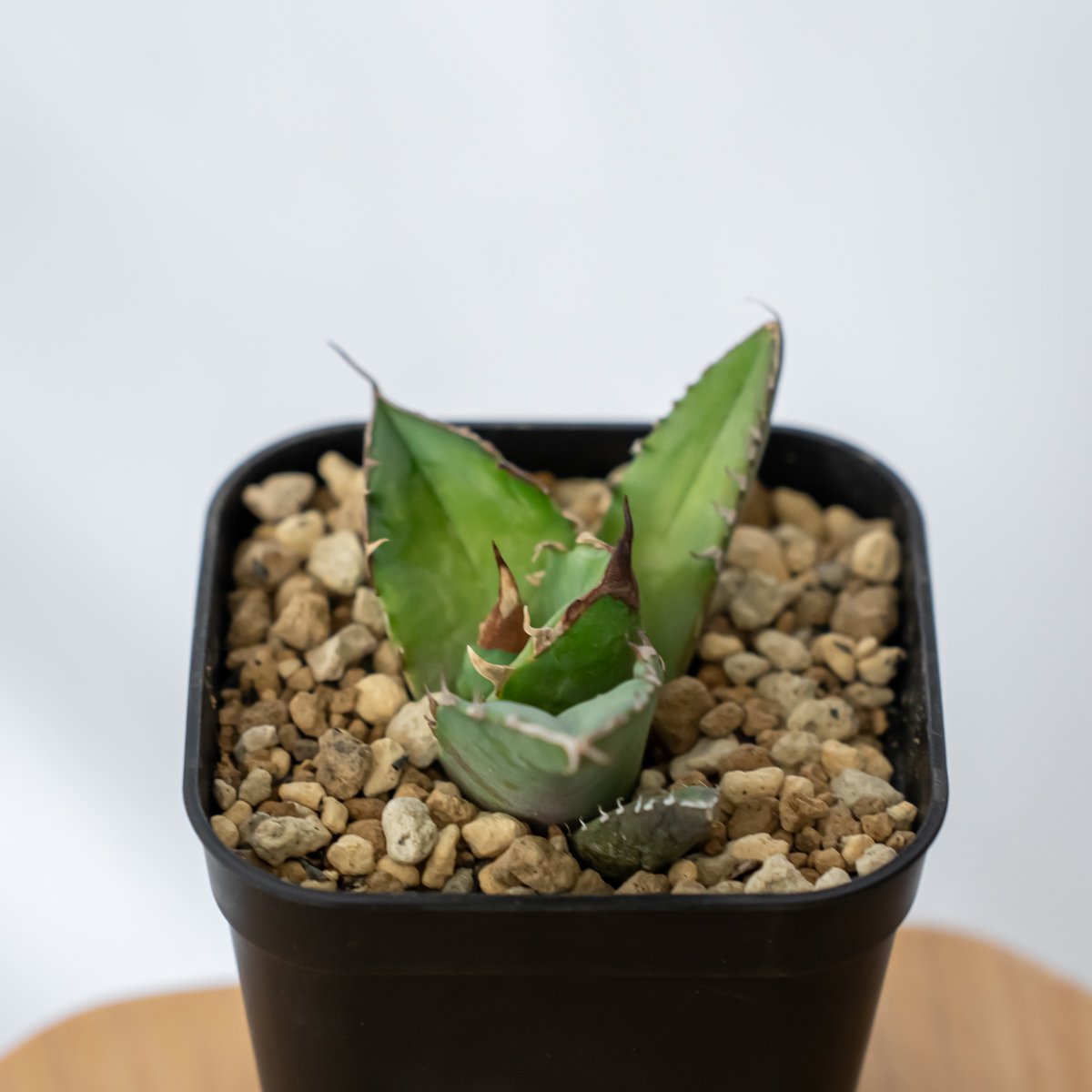 アガベ チタノタ 白犀牛 シロサイ【発根管理中】TC株 Agave