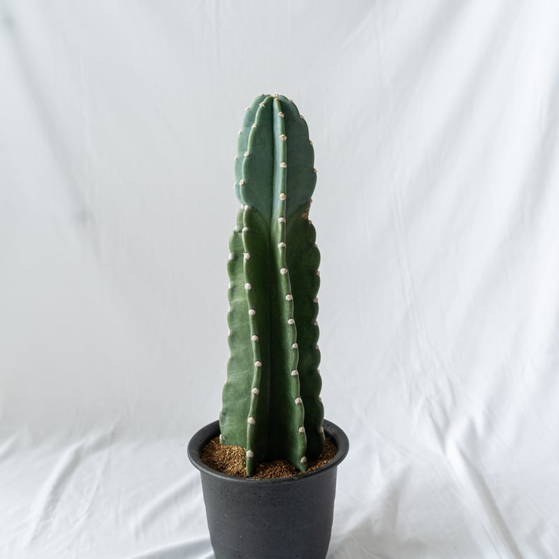 【植物地獄】 トゲナシ キメンカク 鬼面角 柱サボテン サボテン 多肉植物 珍奇