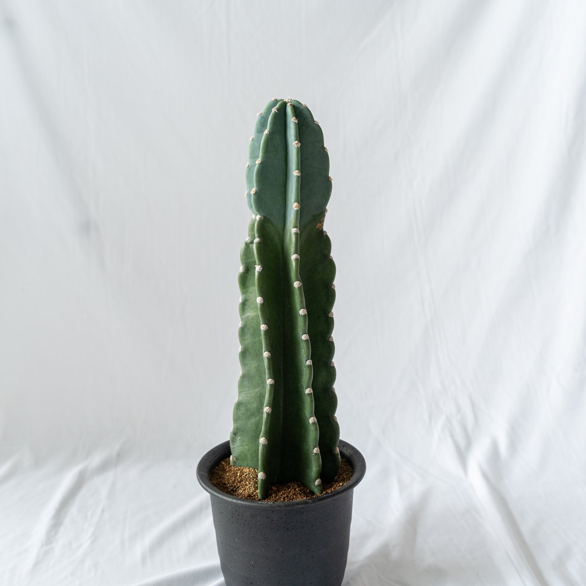 【植物地獄】 ロクイチ植物店