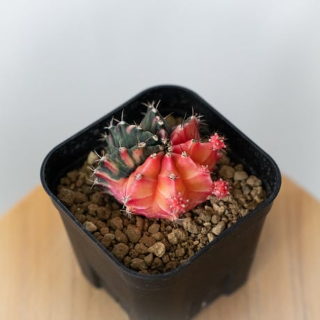 レアサボテンコレクション・ギムノカリキウム属・赤刺天賜玉inわけけの
