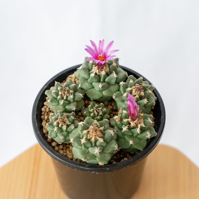 ツルビニカルプス アロンソイ 実生 寄せ植え Turbinicarpus