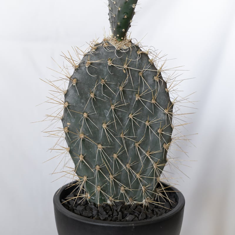 オプンチア ガラパゴス団扇 実生 Opuntia galapageia サボテン 多肉