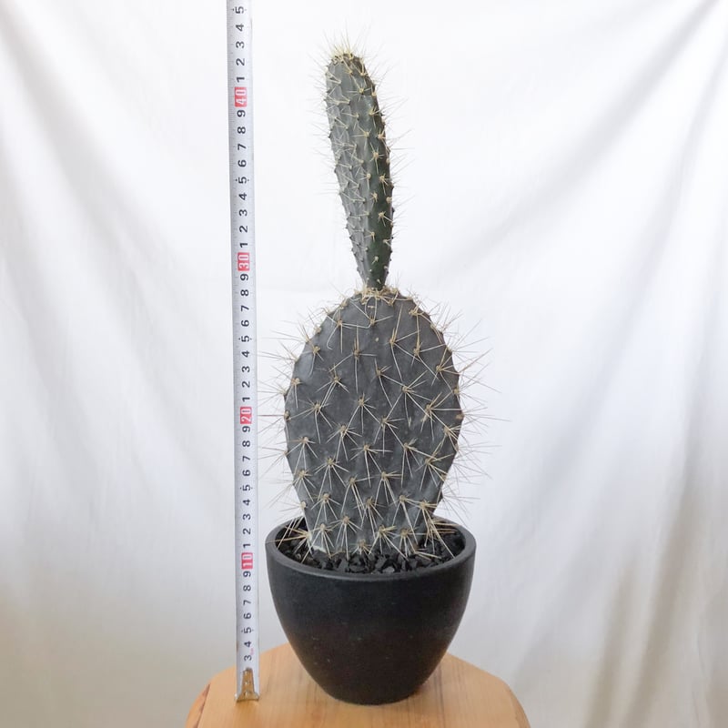 ガラパゴス団扇 カット苗 13cm ④ ガラパゴス団扇 カット苗 13cm ④