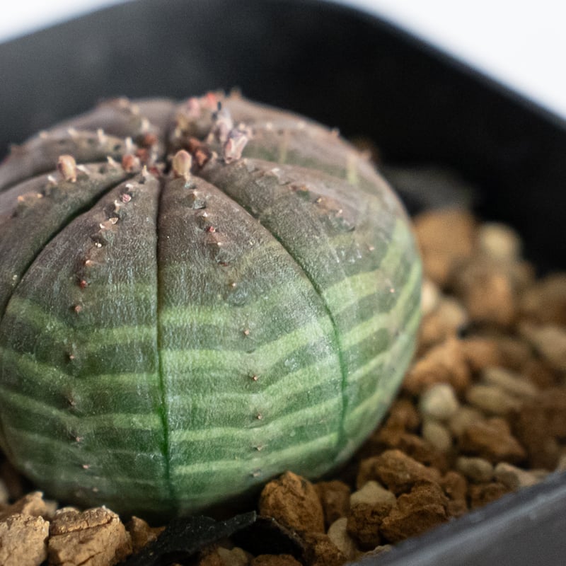 ユーフォルビア オベサ 実生 Euphorbia obesa 多肉植物 珍奇植物 静岡