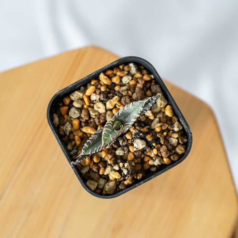 アガベ チタノタ 白幽霊【発根管理中】TC株 agave titanota white gho