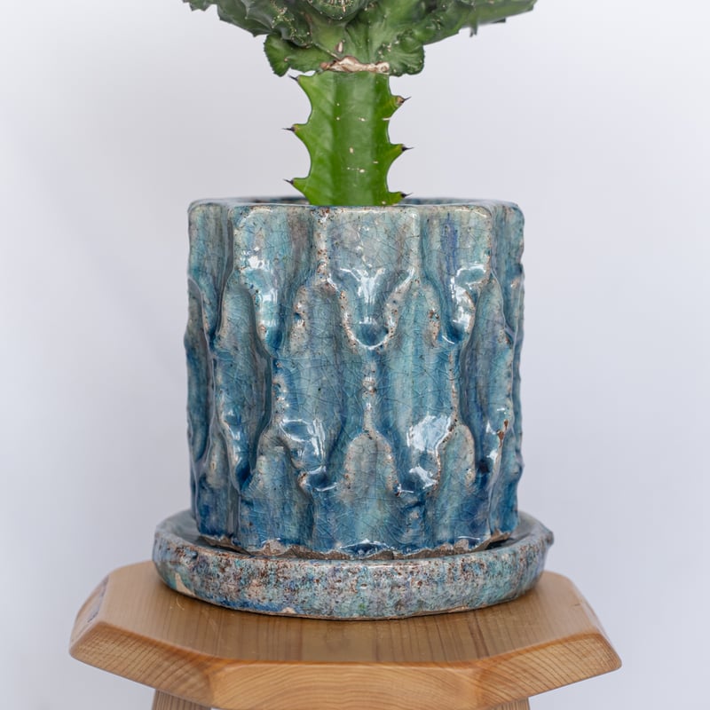 ユーフォルビア マハラジャ 鉢セット Euphorbia lactea 塊根植物 多肉