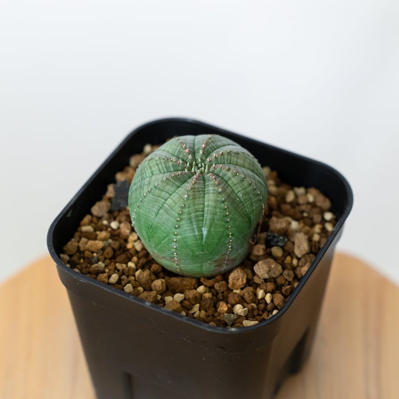 ユーフォルビア オベサ 実生 Euphorbia obesa 多肉植物 珍奇植物 静岡