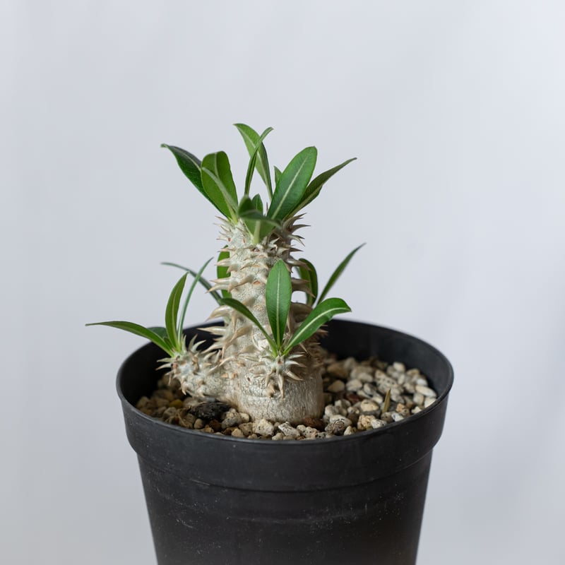 パキポディウム 恵比寿大黒 実生 Pachypodium Densicaule 塊根植物 コー