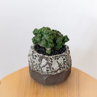 セレウス 黒獅子 鉢セット Cereus variabilis f.monstrosus サボテン 多肉植物 観葉植物 インテリアグリーン 静岡 ANTIDOTE 通販 S1117