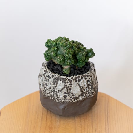 セレウス 黒獅子 鉢セット Cereus variabilis f.monstrosus サボテン 多肉植物 観葉植物 インテリアグリーン 静岡 ANTIDOTE 通販 S1117