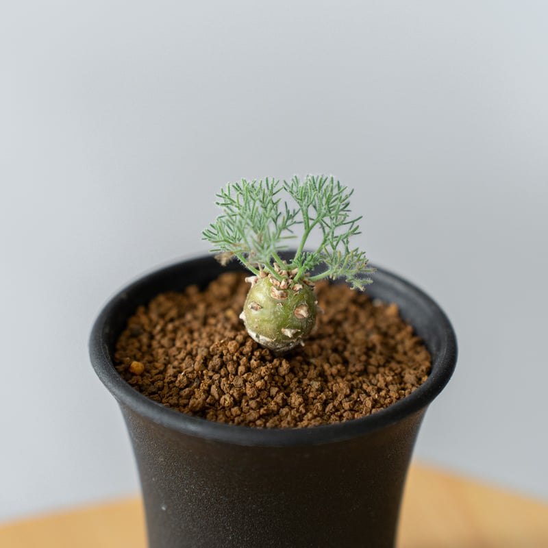 モンソニア ペニクリナム Monsonia peniculinum サルコカウロン 塊根