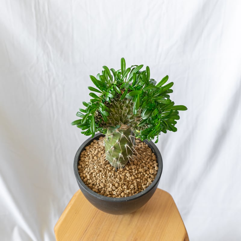 パキポディウム ラメリー 綴化 接木 美株 Pachypodium lamerei f
