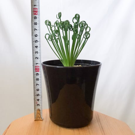 アルブカ スピラリス フリズルシズル Albuca spiralis Frizzle sizzle 塊根植物 多肉植物 珍奇植物 静岡 ANTIDOTE 通販 S989