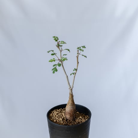 オペルクリカリアパキプス鉢の中は太いパワータンク根鉢春には花も