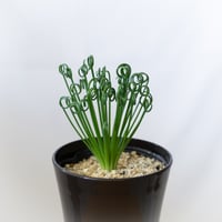 アルブカ スピラリス フリズルシズル Albuca spiralis Frizzle sizzle 塊根植物 多肉植物 珍奇植物 静岡 ANTIDOTE 通販 S989