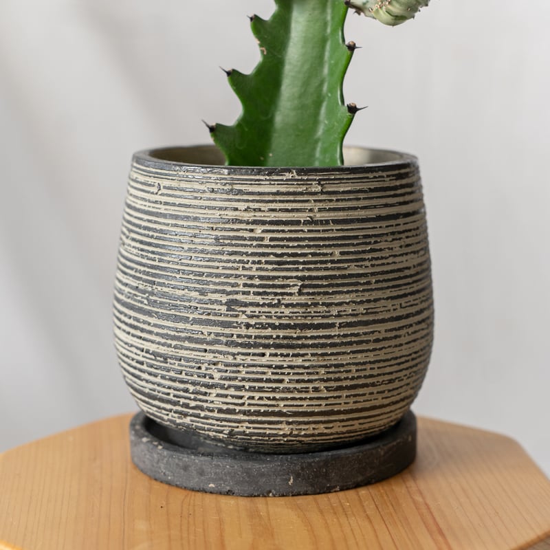 ユーフォルビア マハラジャ Euphorbia lactea 鉢セット 塊根植物 多肉
