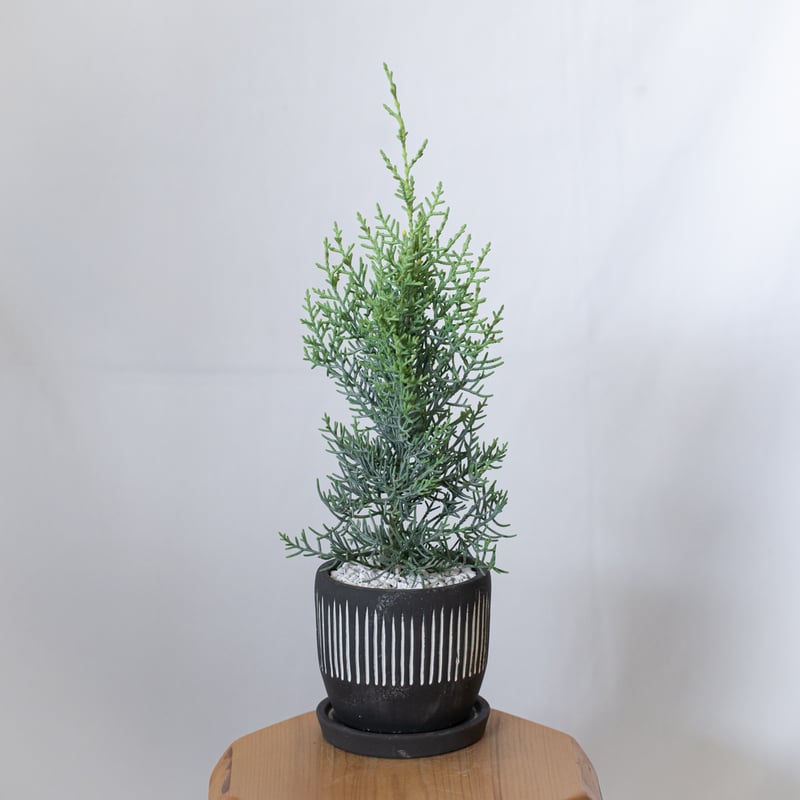 コニファー サルフレア 鉢セット Sulfurea アリゾナイトスギ