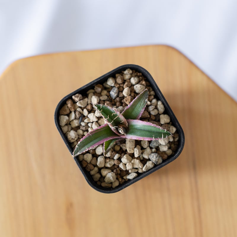 アガベ チタノタ シーザー 白覆輪【発根管理中】 TC Agave titanota