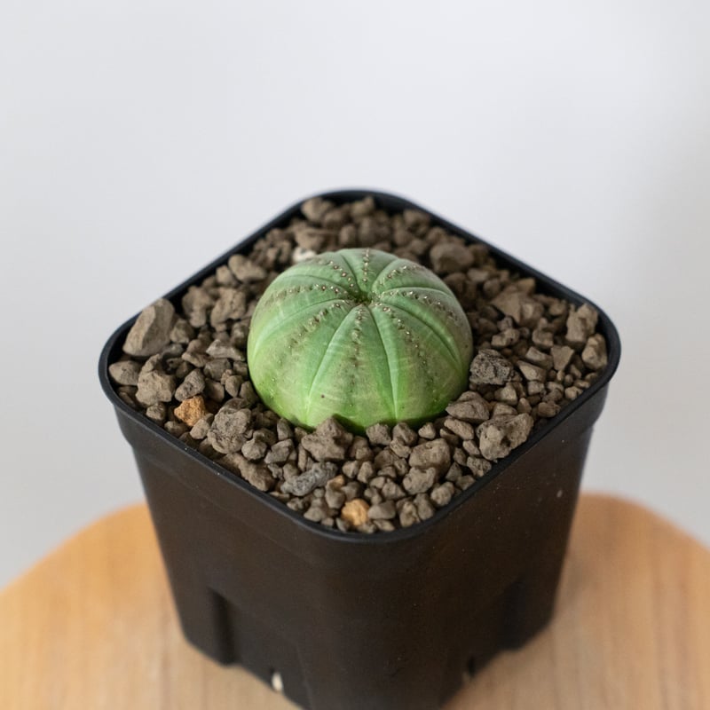 ユーフォルビア オベサ 実生 Euphorbia obesa 多肉植物 珍奇植物 静岡
