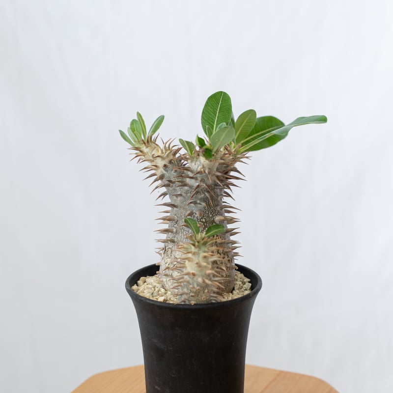 パキポディウム ブレビカリックス 実生 densiflorum var. brevicalyx