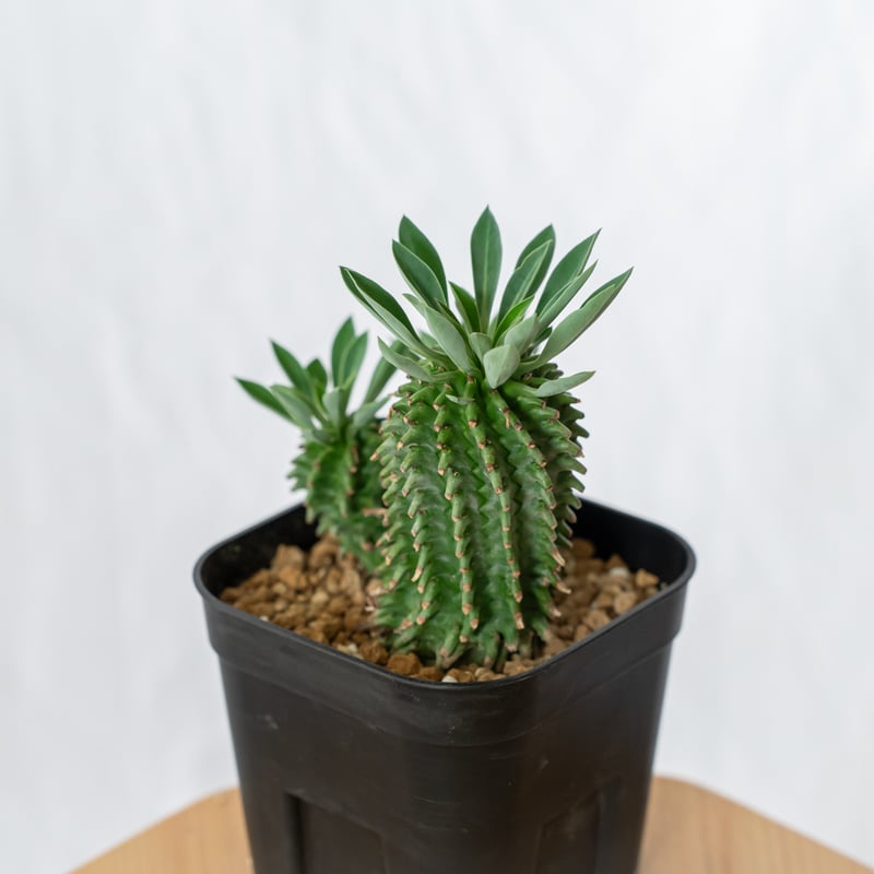 ユーフォルビア アズミノテッコウマル 安曇野鉄甲 実生 Euphorbia