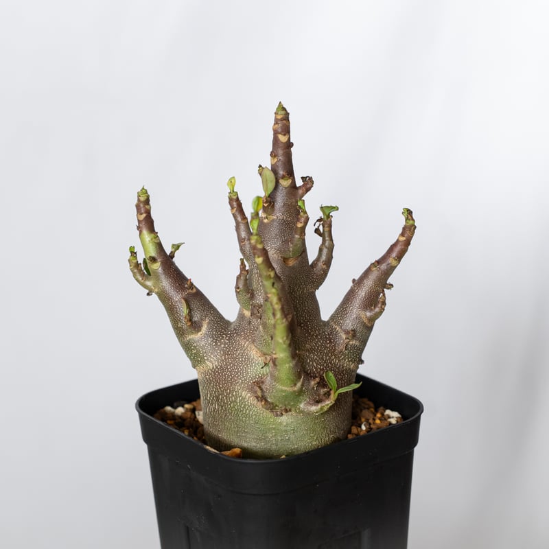 アデニウム アラビカム ブラックスキン Adenium Arabicum Black Skin