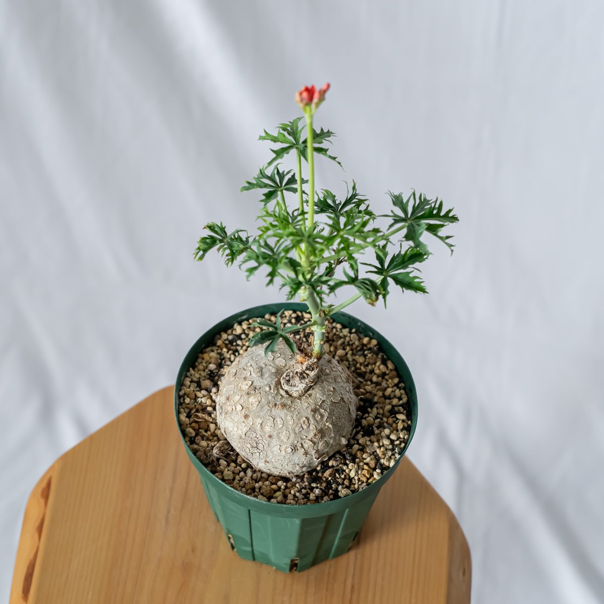 ヤトロファ カタルティカ 錦珊瑚 Jatropha cathartica ベル