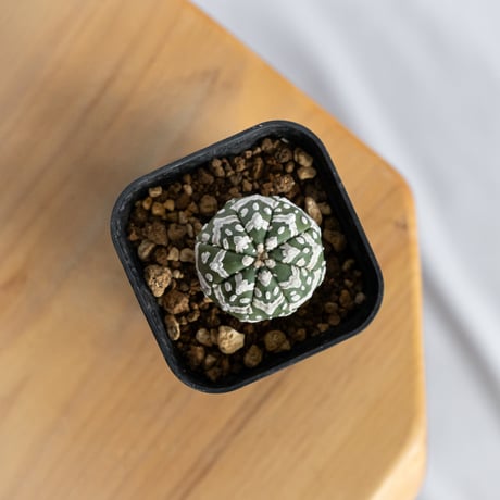 アストロフィツム スーパー兜 Vタイプ 美株 実生 アロー Astrophytum asterias Super Kabuto V サボテン 多肉植物 静岡 ANTIDOTE 通販 S1233