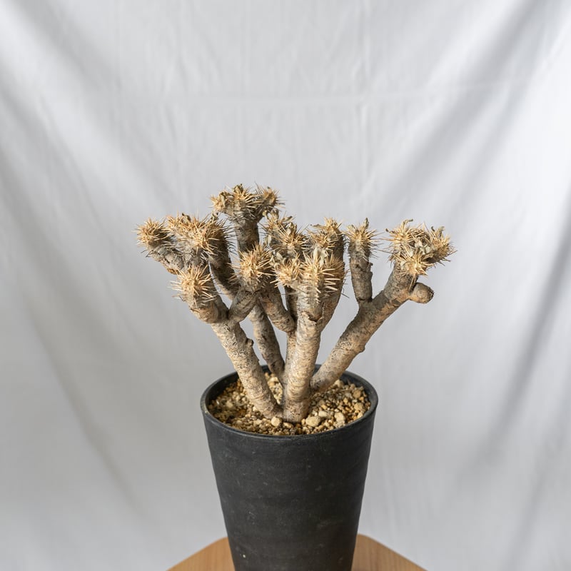 ユーフォルビア ギラウミニアナ Euphorbia guillauminiana 多肉植物