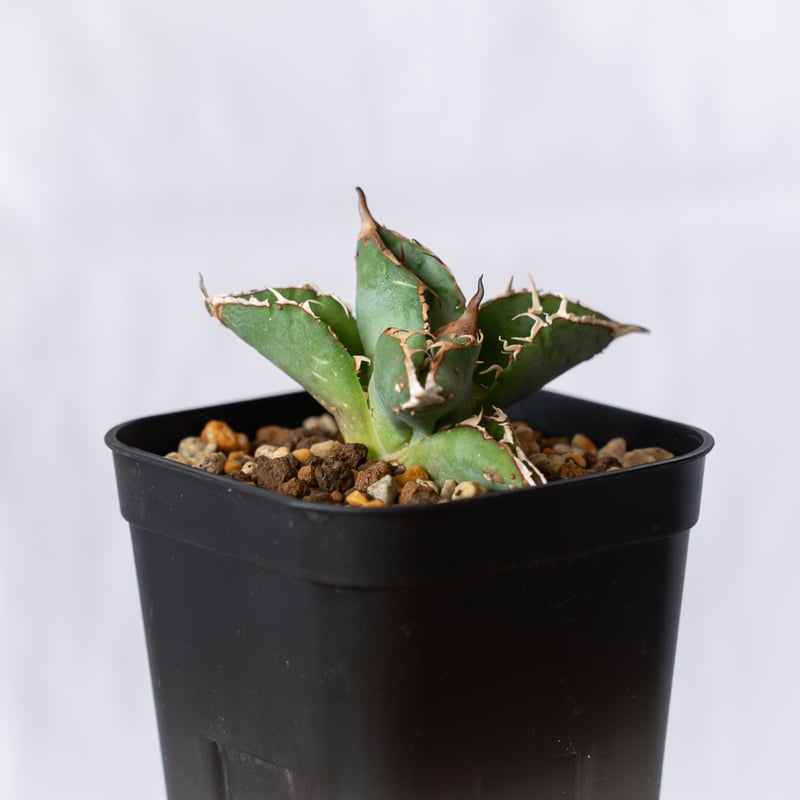 アガベ チタノタ ブツブツノーネーム TC株【発根管理中】Agave