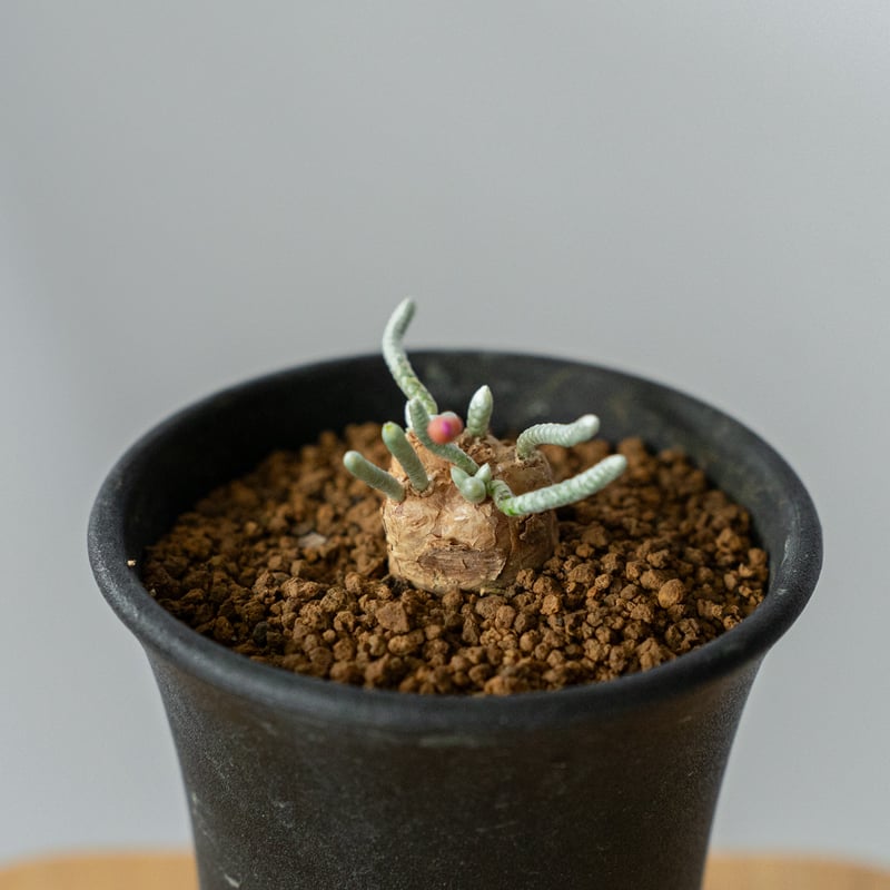 アボニア クイナリア Avonia quinaria 塊根植物 コーデックス 冬型