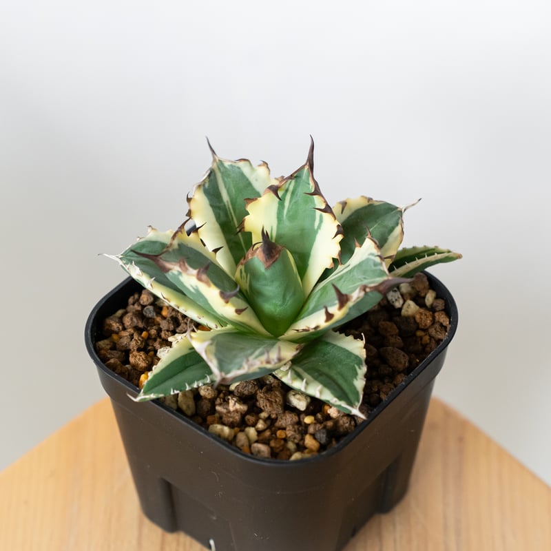 アガベ チタノタ 姫厳竜 白覆輪 姫厳竜錦 姫厳龍錦 TC株 ベアルート