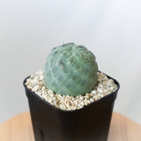 テフロカクタスゲオメトリクス | STORES