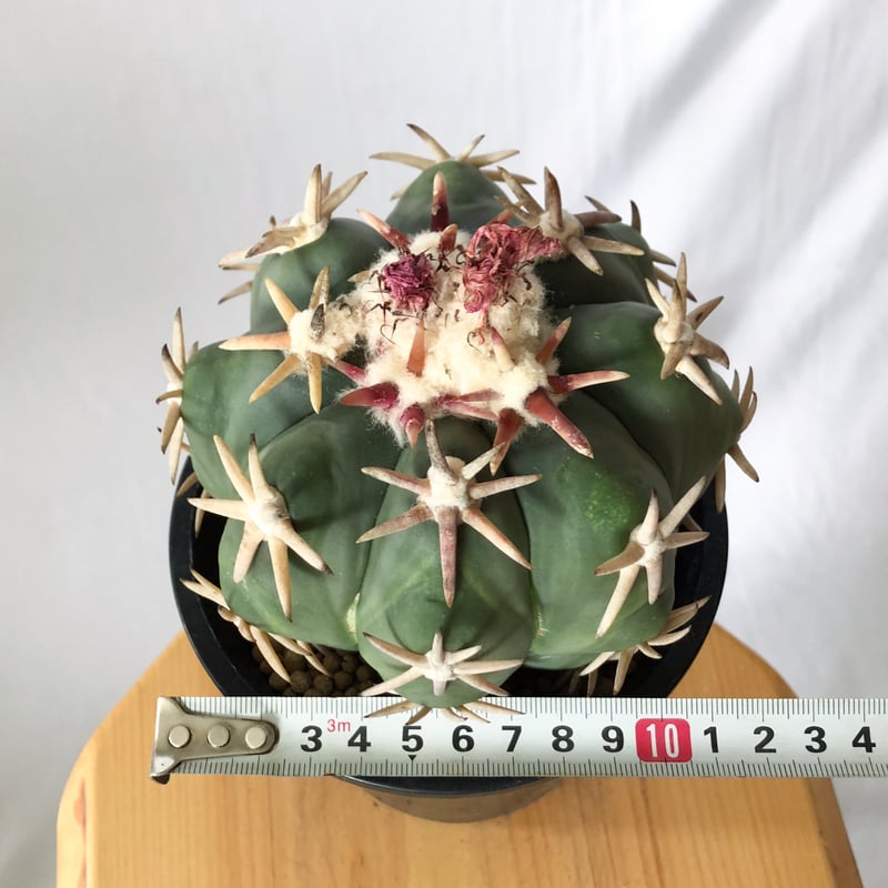 エキノカクタス 白棘翠平丸 接ぎおろし Echinocactus