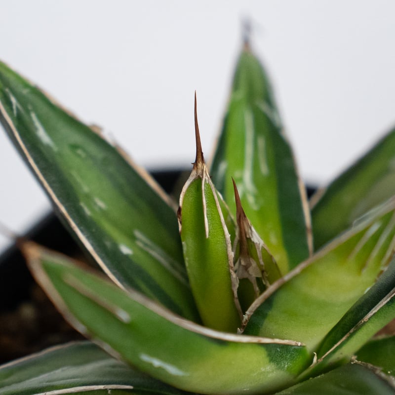 アガベ 笹の雪 サンキング OC株 Agave victoriae-reginae varie