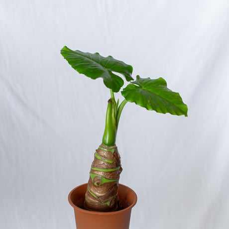 クワズイモ | STORES