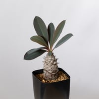 ユーフォルビア パキポディオイデス 実生 Euphorbia pachypodioides 多肉植物 珍奇植物 静岡 ANTIDOTE 通販 S1509