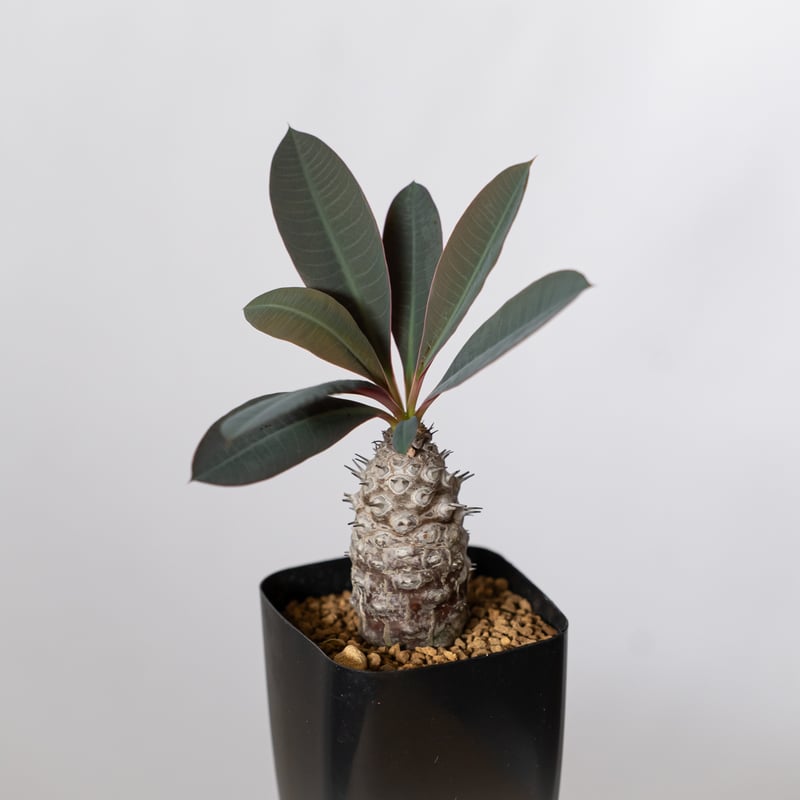 ユーフォルビア パキポディオイデス 実生 Euphorbia pachypodioides 多