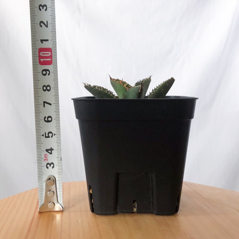 アガベ チタノタ 鬣蜥 Liexi イグアナ【発根管理中】TC株 Agave titanot