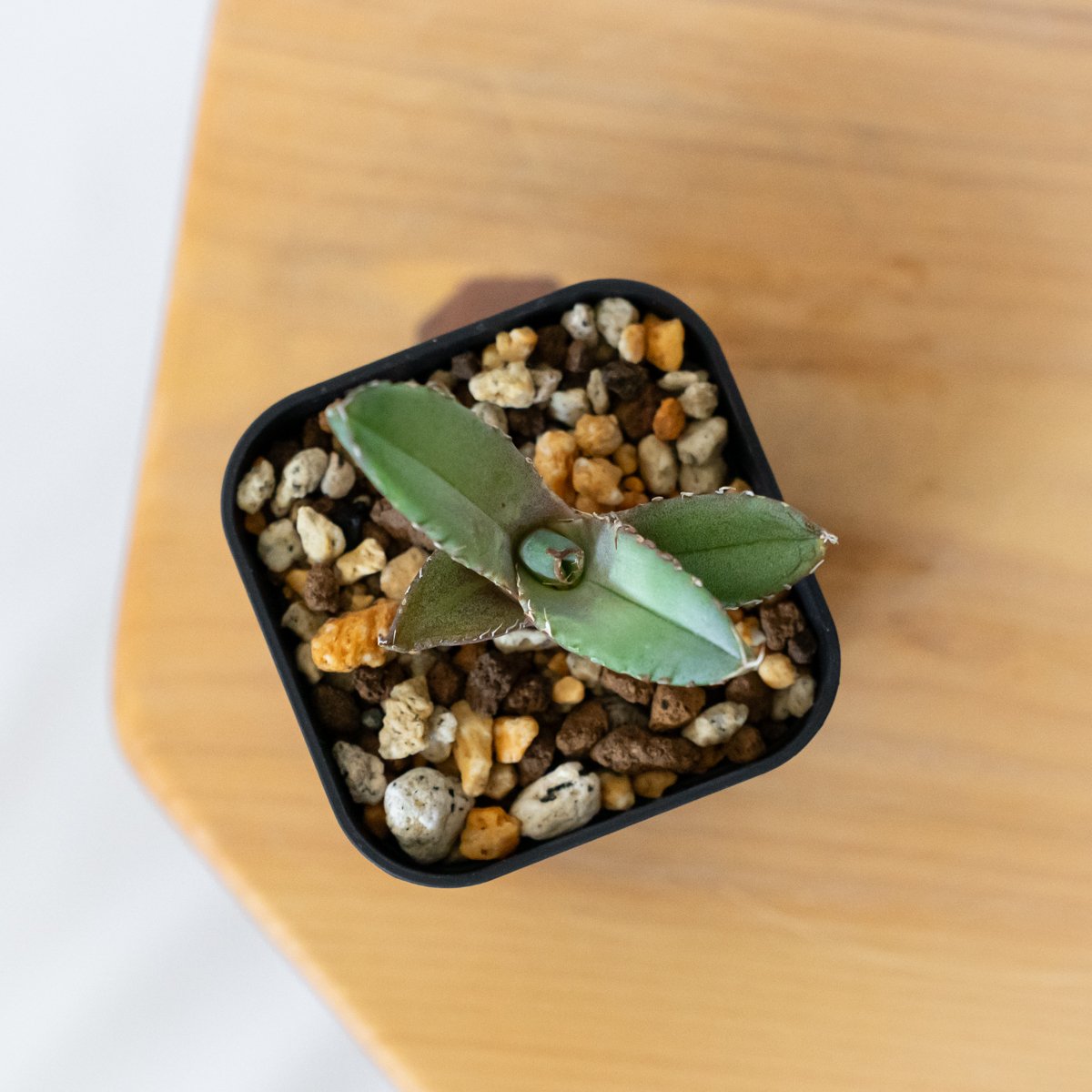 アガベ チタノタ 冠鷲 クラウンイーグル【発根管理中】TC株 Agave