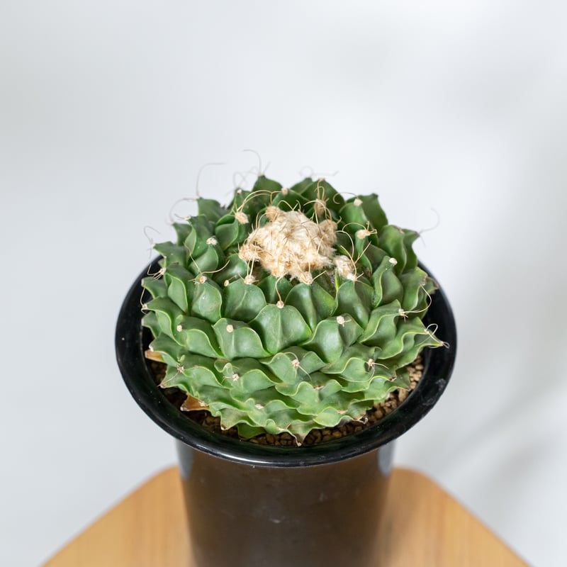 オブレゴニア デニグリー 帝冠 美株 Obregonia denegrii サボテン 多肉