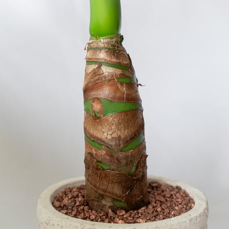 アロカシア クワズイモ 鉢セット Alocasia odora 観葉植物 静岡 ANTIDOTE 通販 S1329