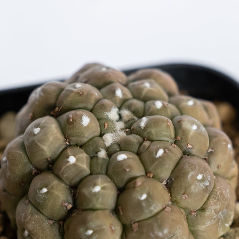 【美株】 アストロフィツム亀甲兜 国内実生株 塊根植物 サボテン アストロフィツム 亀甲兜 Astrophytum 多肉植物 サボテン 珍奇植物