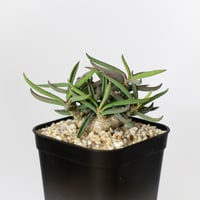ユーフォルビア キリンドリフォリア トゥビフェラ Euphorbia cylindrifolia var. tubufera 多肉植物 珍奇植物 ANTIDOTE 静岡 通販 S813