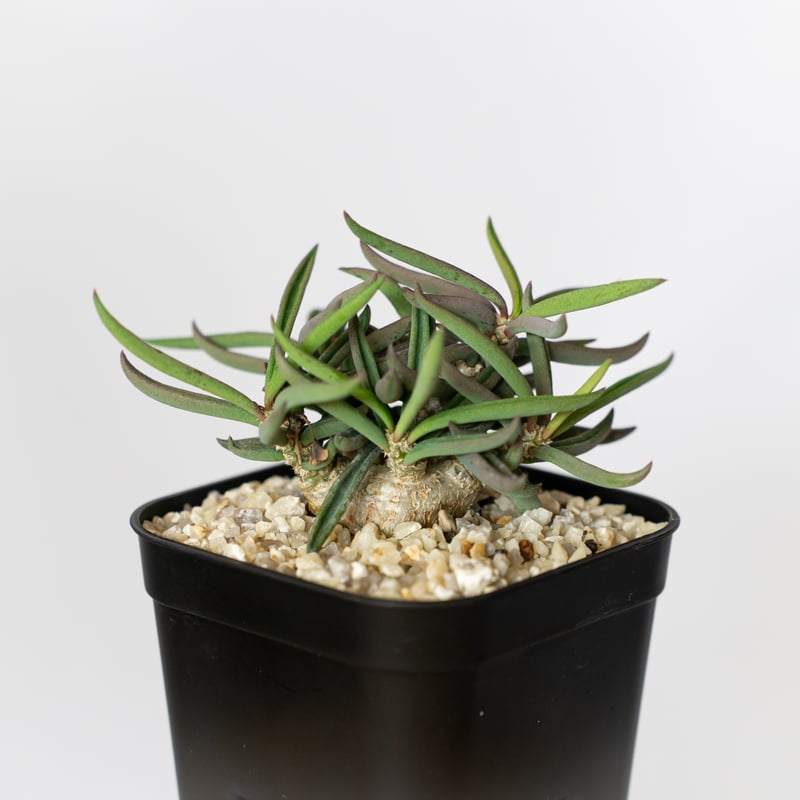 ユーフォルビア キリンドリフォリア トゥビフェラ Euphorbia cylindrifo