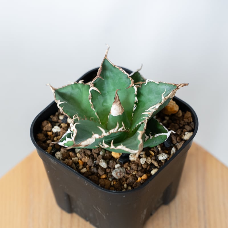 アガベ チタノタ 緑幽霊【発根管理中】 Agave titanota TC株 多肉植物