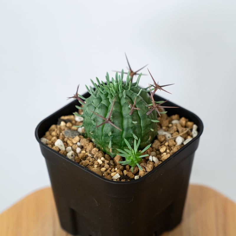 ユーフォルビア 群星冠 実生 Euphorbia stellispina 多肉植物 珍奇植物